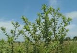 Carthamus lanatus