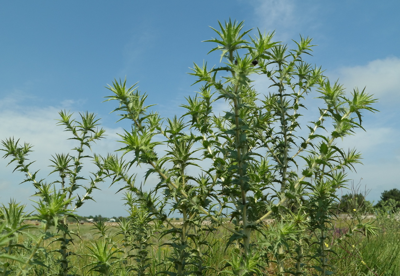 Изображение особи Carthamus lanatus.