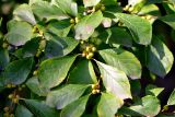 Ilex verticillata