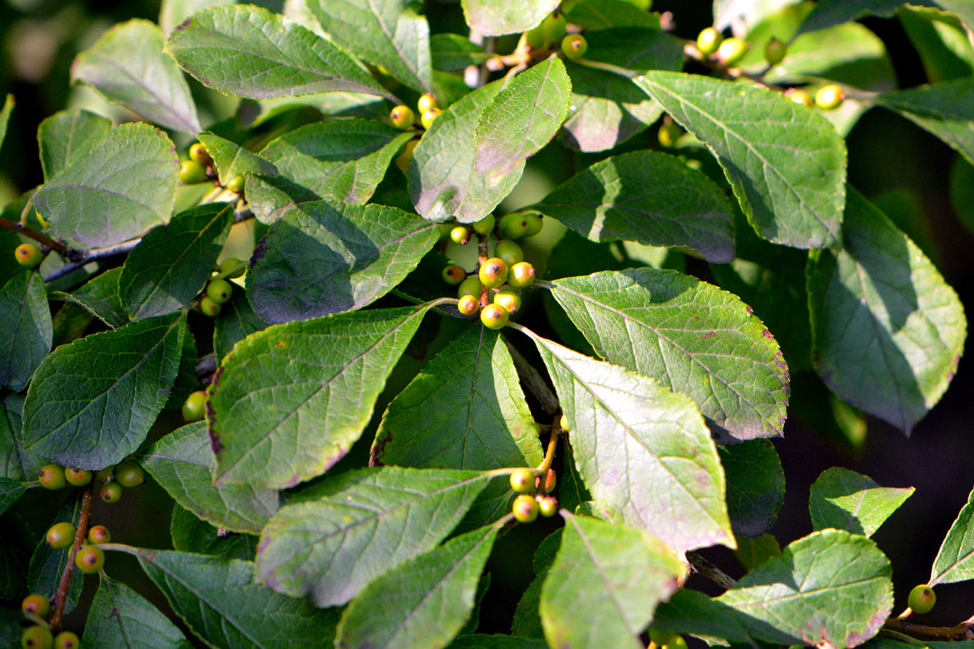 Image of Ilex verticillata specimen.