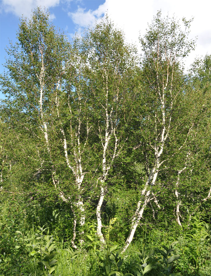 Изображение особи Betula tortuosa.