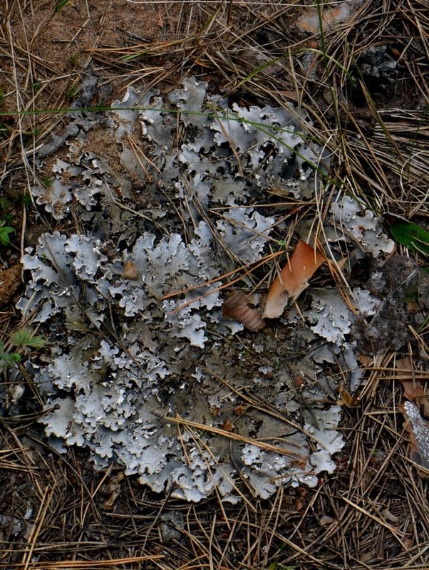 Image of Peltigera canina specimen.