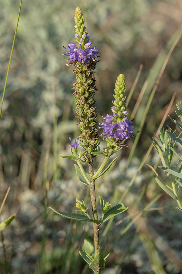 Image of Veronica spuria specimen.