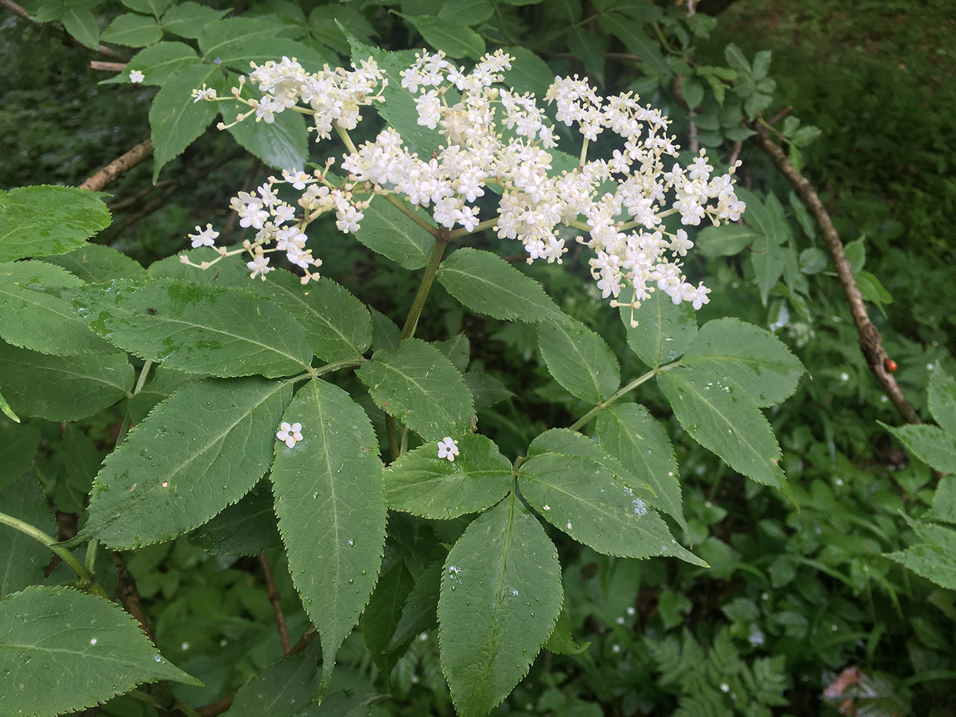 Изображение особи Sambucus nigra.