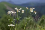 Anemonastrum fasciculatum. Верхушки цветущих растений. Краснодарский край, Мостовский р-н, окр. горы Большой Тхач, субальпийский луг. 11.06.2019.