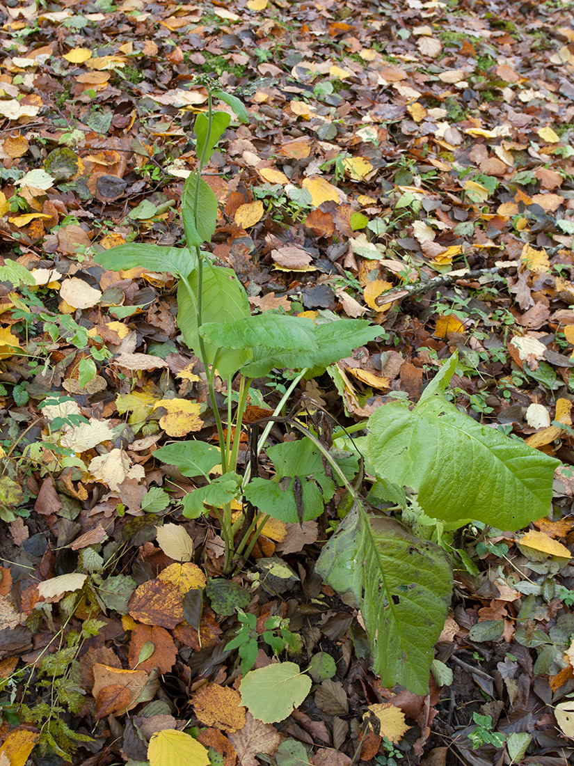 Изображение особи Telekia speciosa.