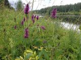 Betonica officinalis