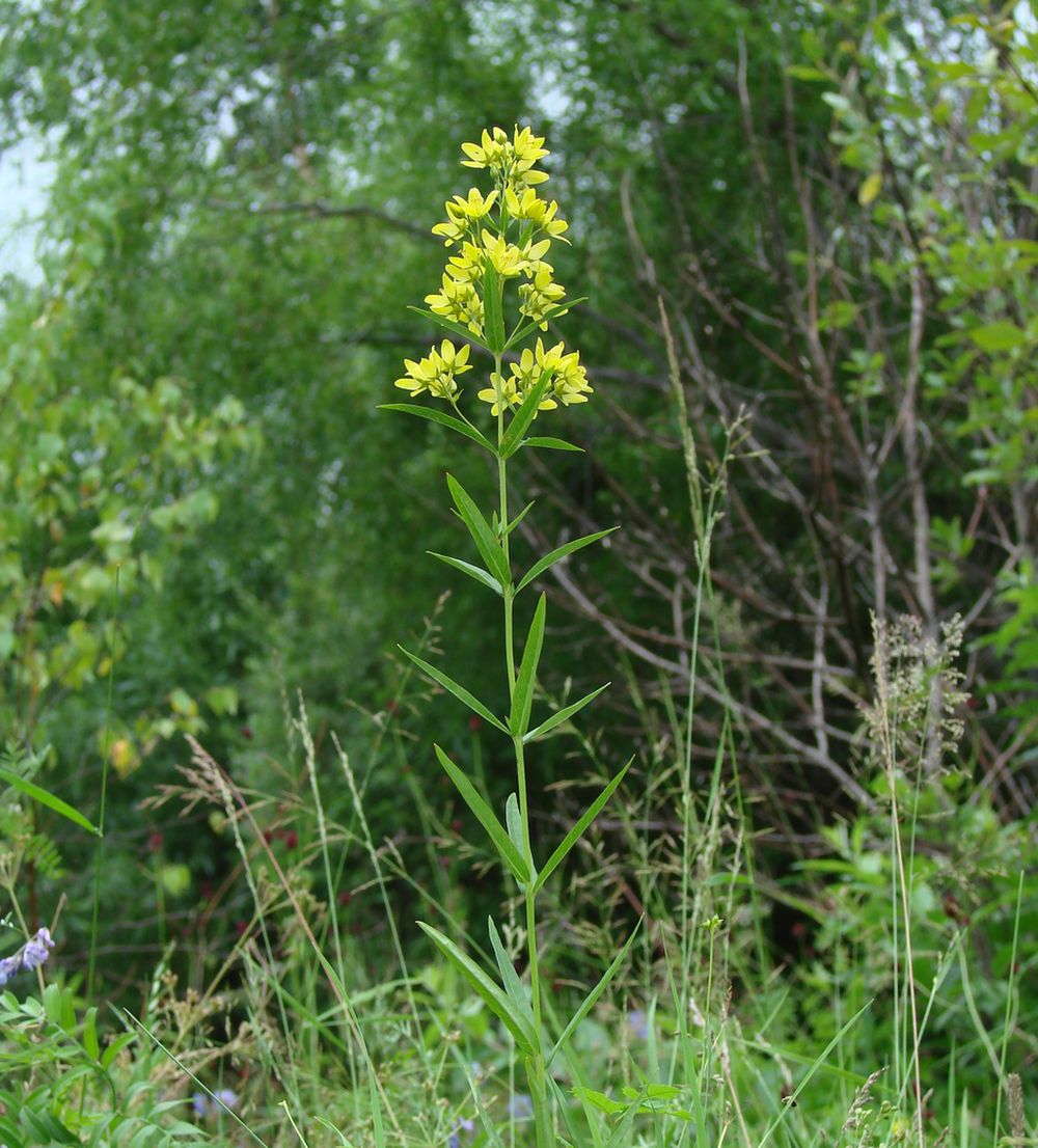 Image of Lysimachia davurica specimen.