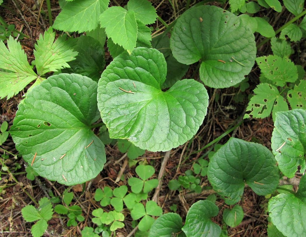 Image of Viola palustris specimen.