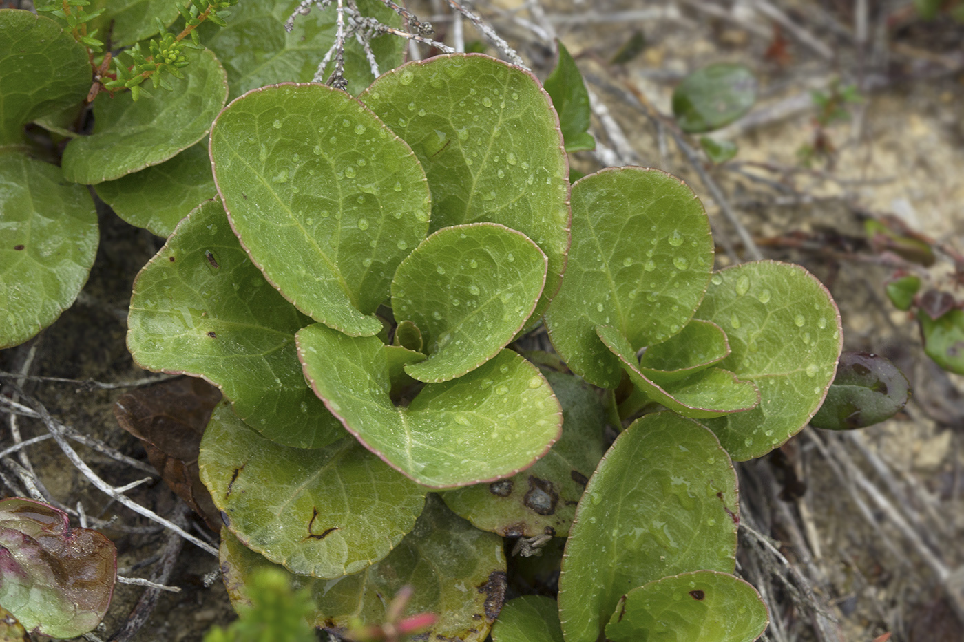 Image of Pyrola minor specimen.