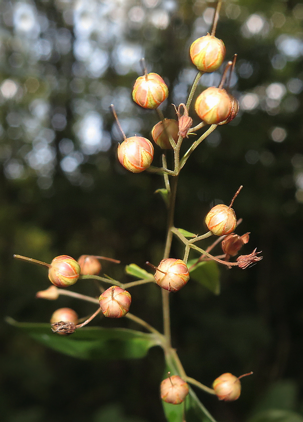 Image of Lysimachia davurica specimen.