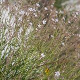 Gypsophila patrinii