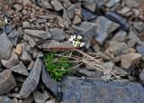 Draba fladnizensis