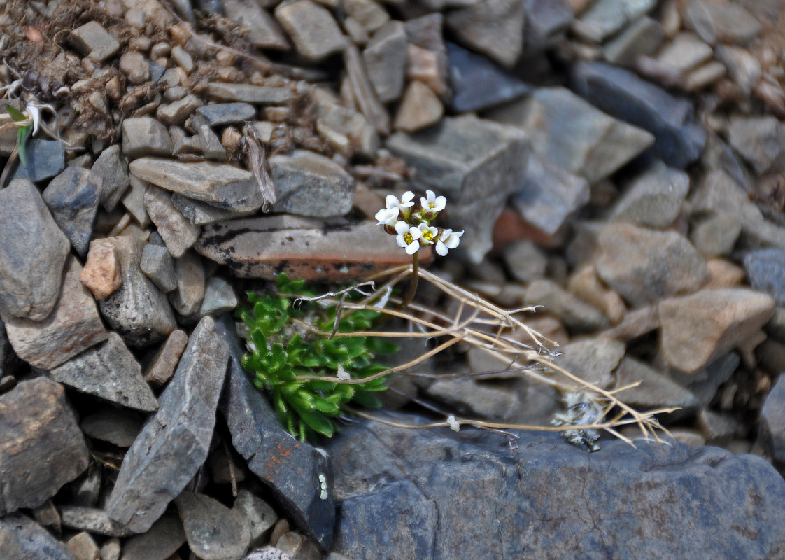 Изображение особи Draba fladnizensis.