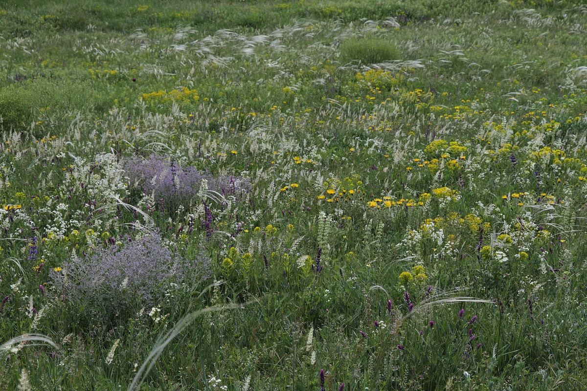 Image of Nepeta parviflora specimen.