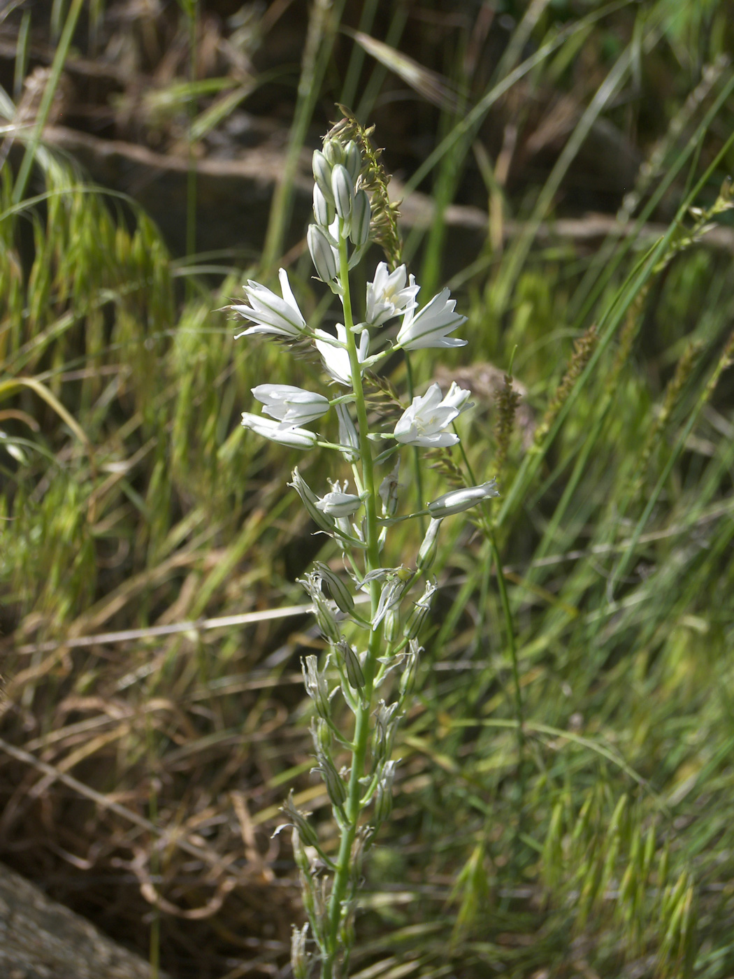 Image of Ornithogalum hajastanum specimen.