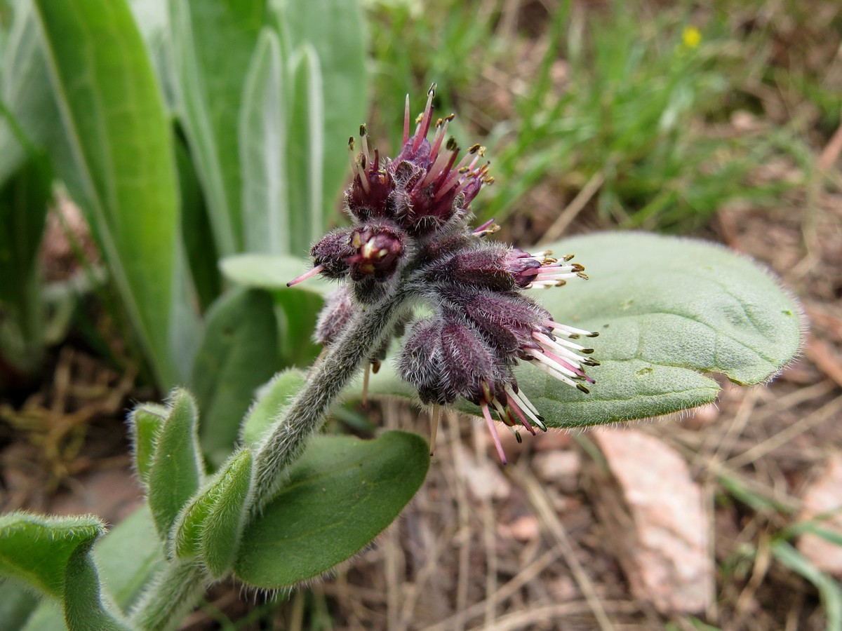 Image of Solenanthus karateginus specimen.