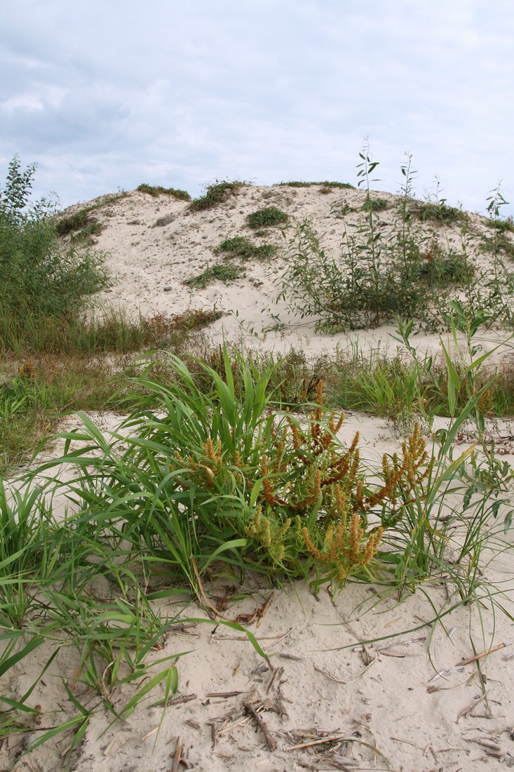 Изображение особи Rumex maritimus.