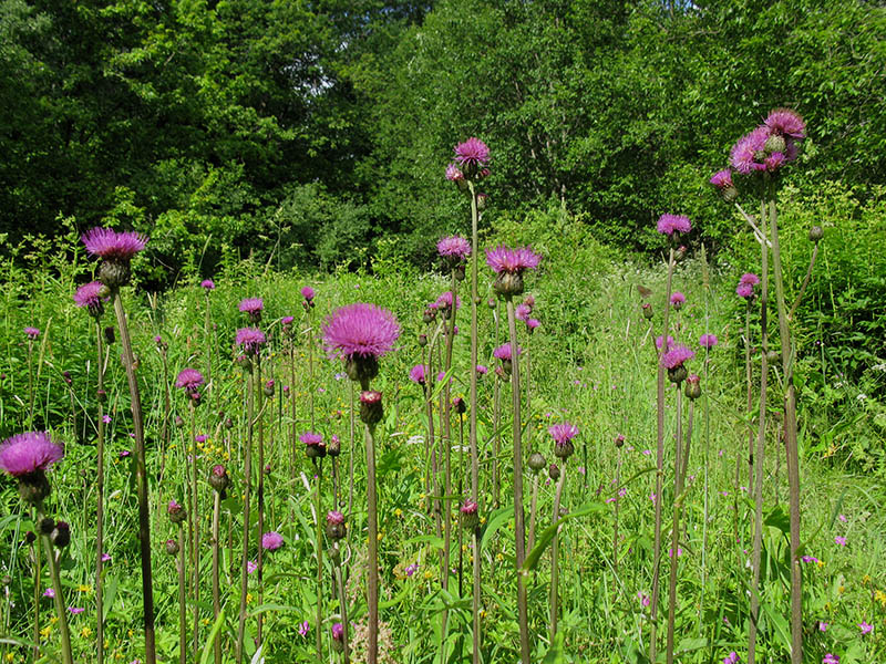 Изображение особи Cirsium heterophyllum.