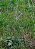Salvia nutans