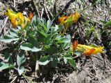 Corydalis sewerzowii