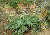 Corydalis ainae