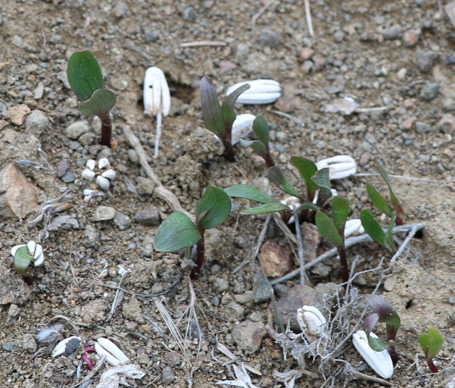 Image of Prangos ferulacea specimen.