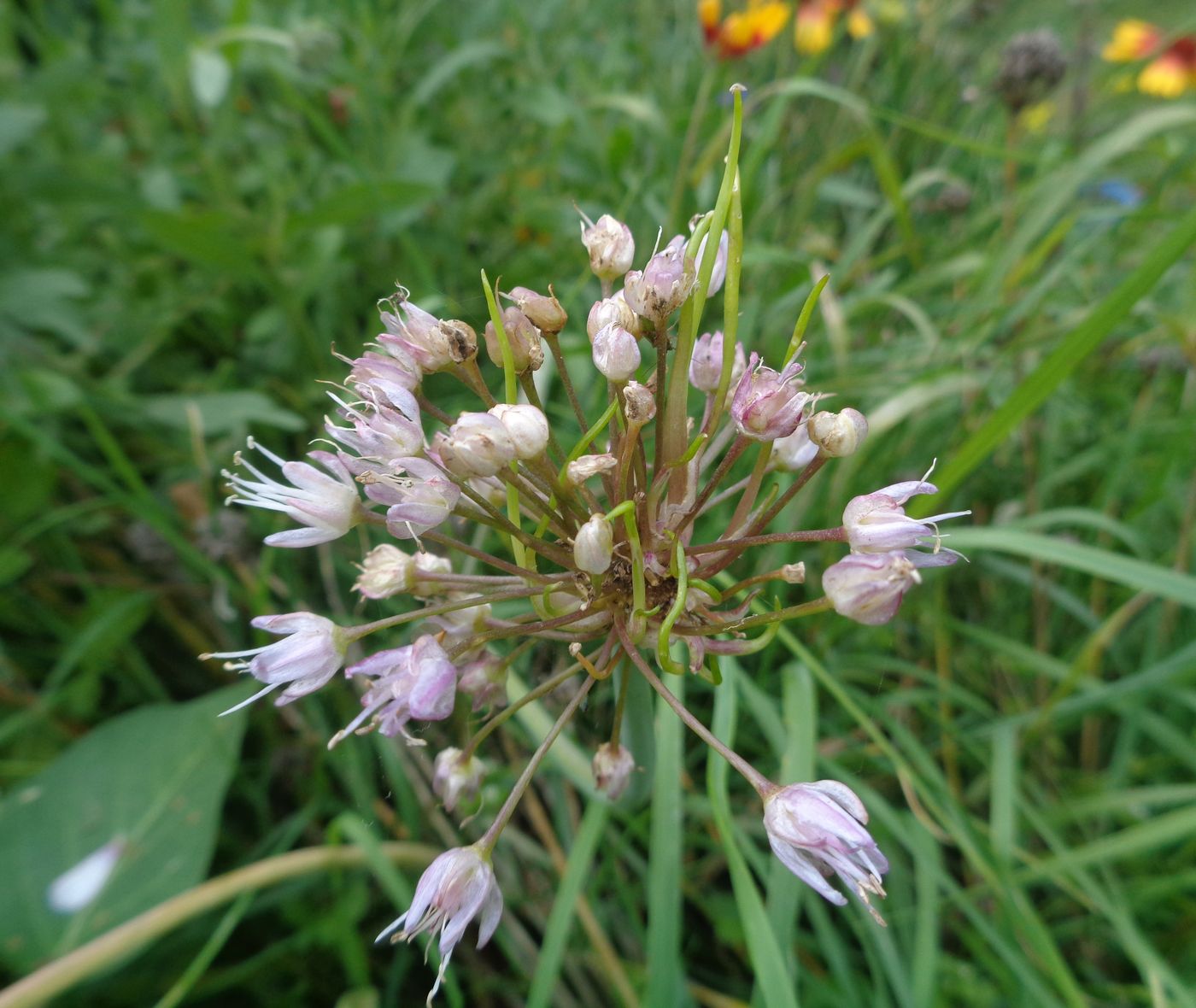Image of Allium nutans specimen.