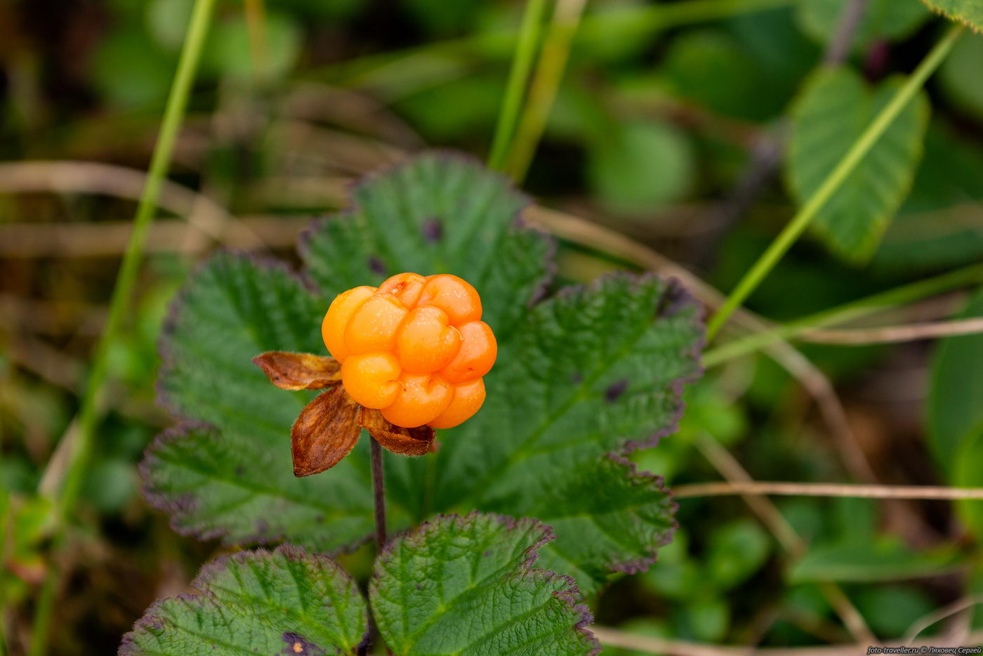 Изображение особи Rubus chamaemorus.