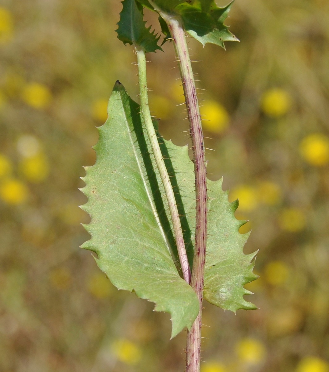 Изображение особи Crepis aspera.