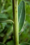 Euphorbia iberica