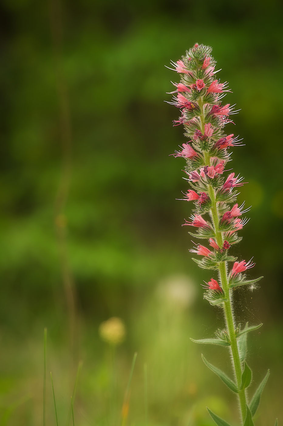 Image of Echium popovii specimen.