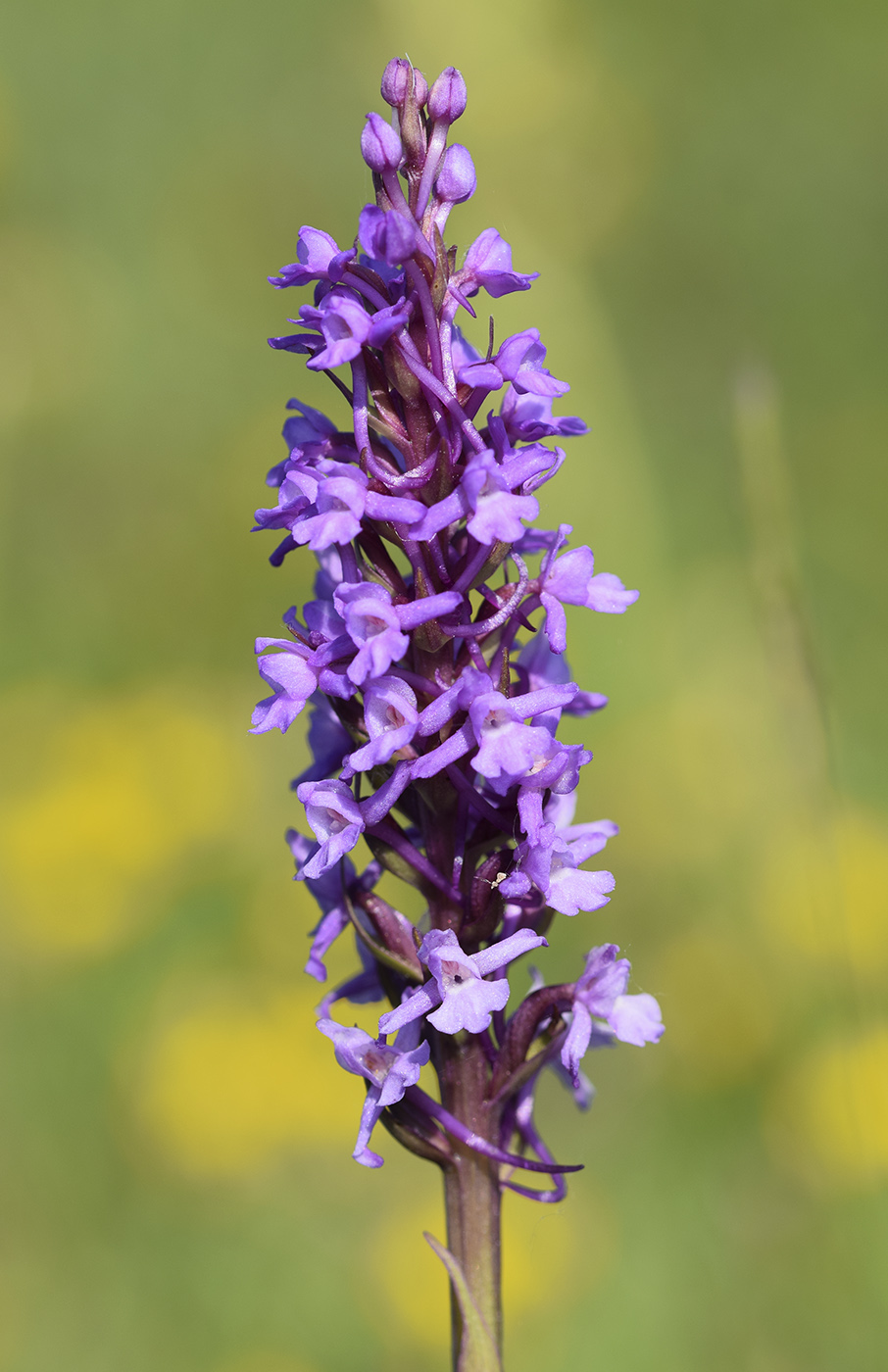 Image of Gymnadenia conopsea specimen.