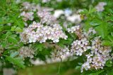 род Crataegus