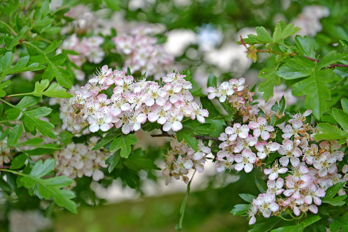 Изображение особи род Crataegus.