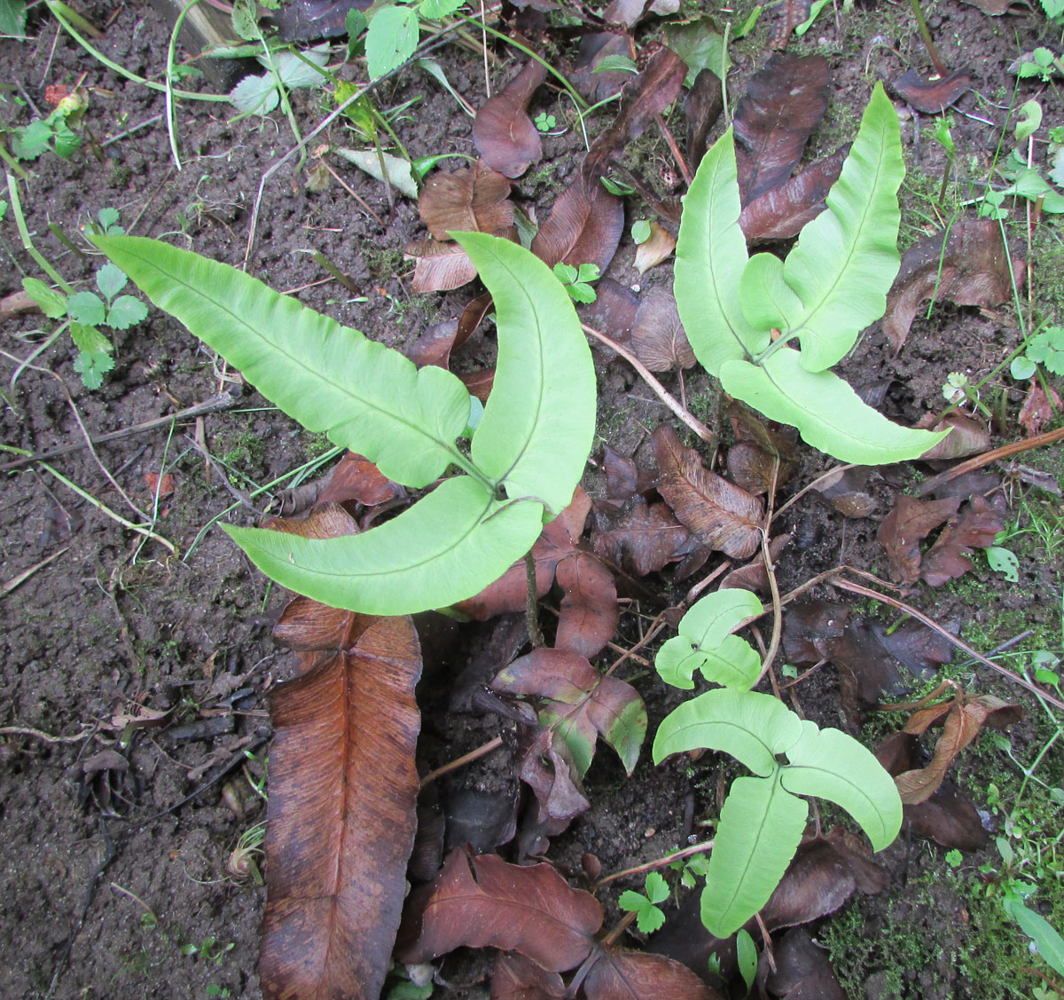 Изображение особи Dryopteris sieboldii.