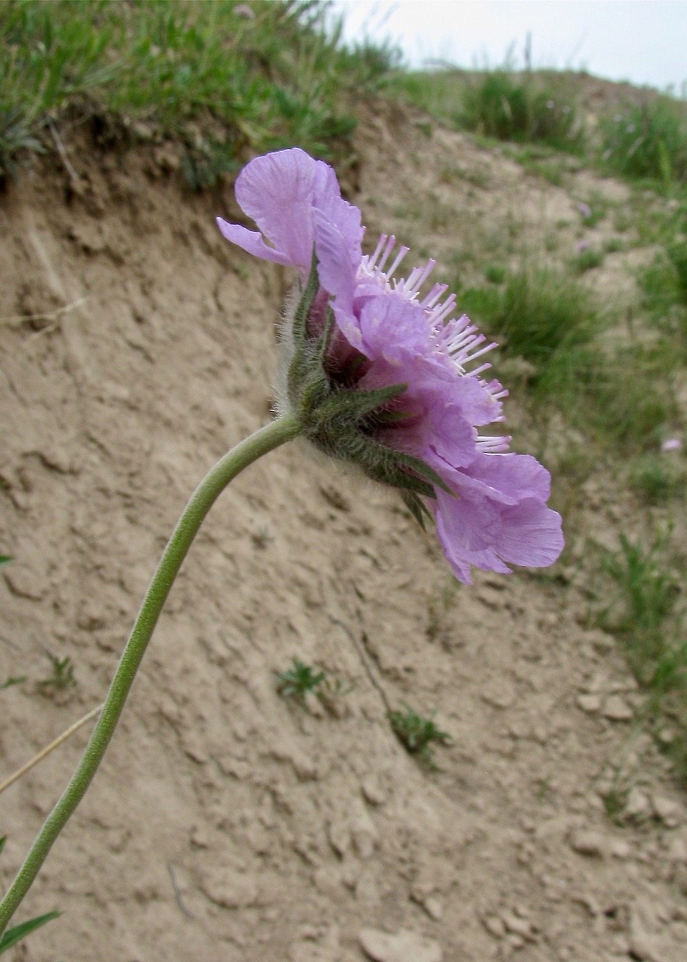 Изображение особи Lomelosia alpestris.