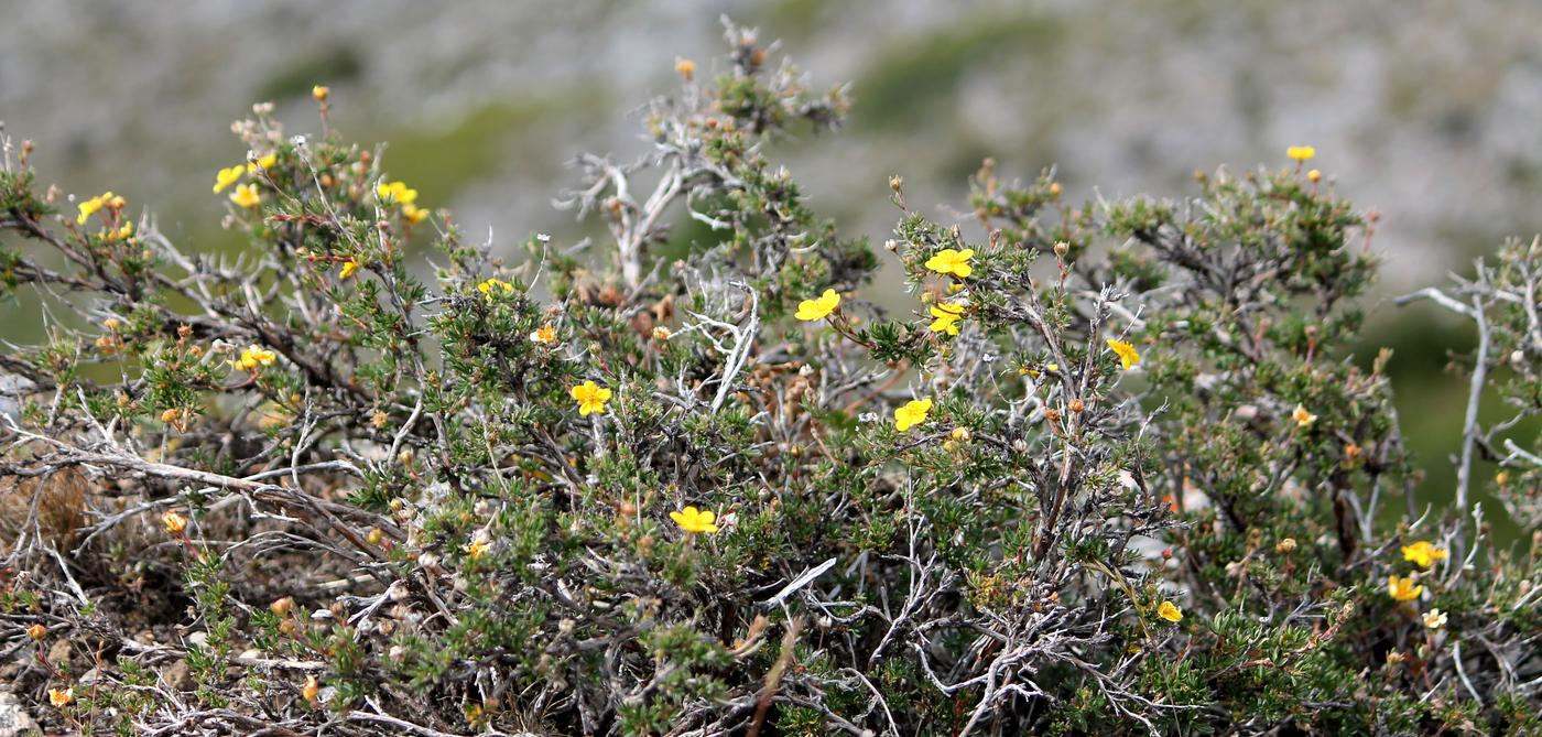 Изображение особи Dasiphora parvifolia.