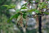 Acer negundo