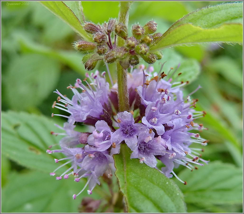 Image of Mentha arvensis specimen.