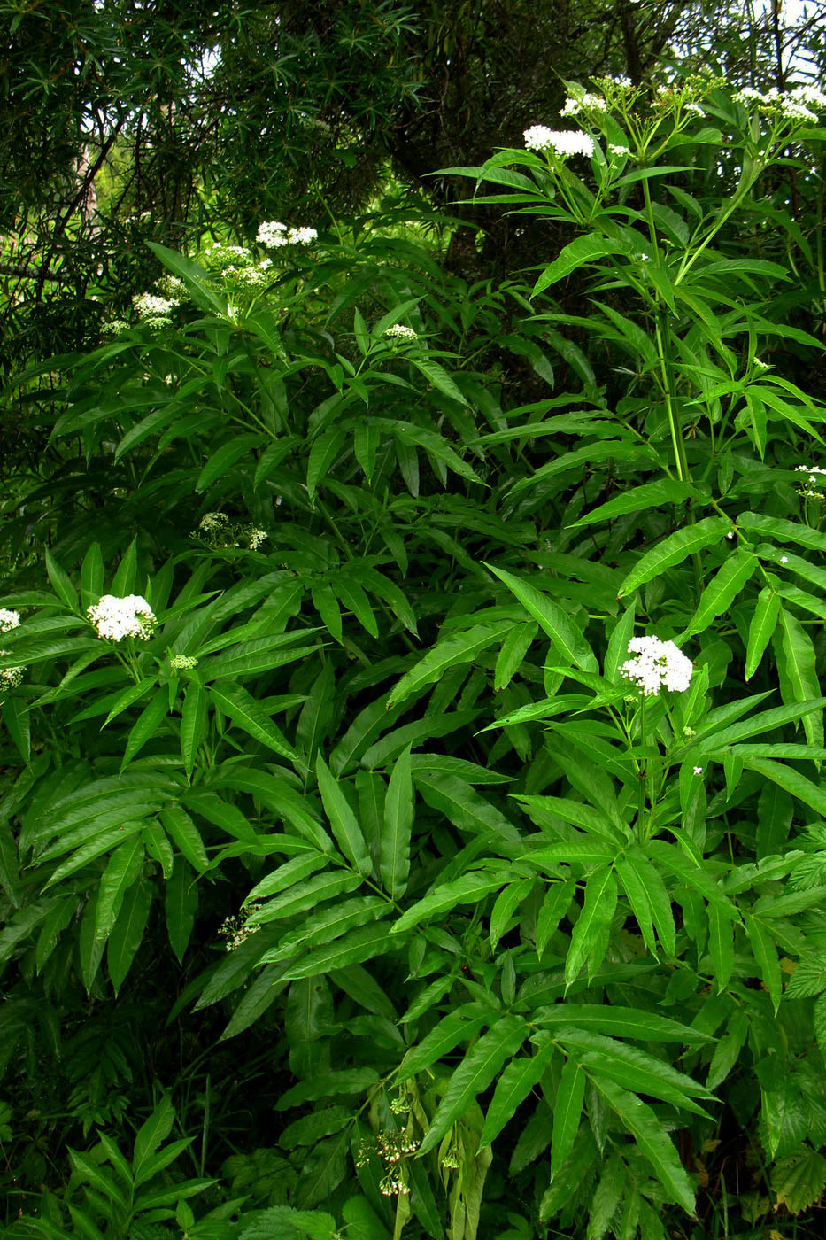 Изображение особи Sambucus ebulus.