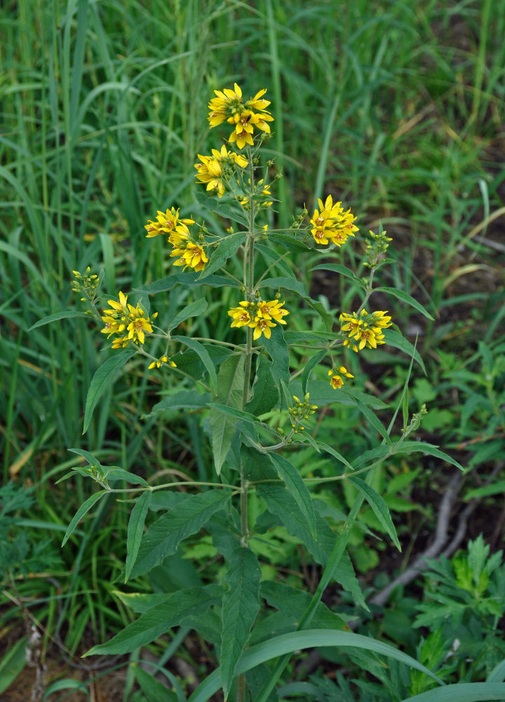 Изображение особи Lysimachia vulgaris.