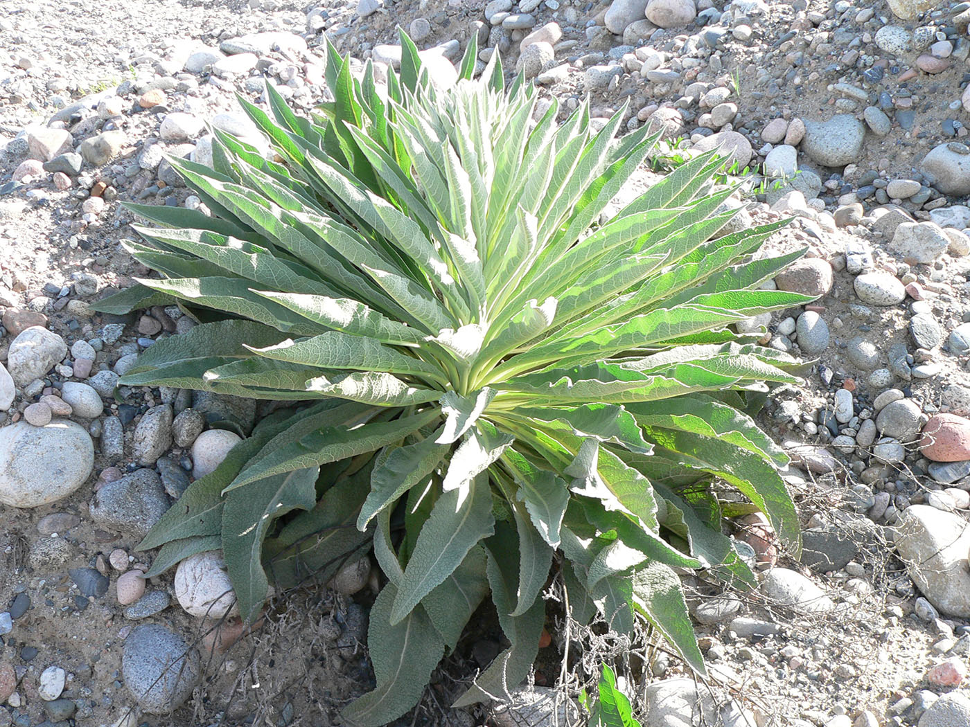 Изображение особи род Verbascum.