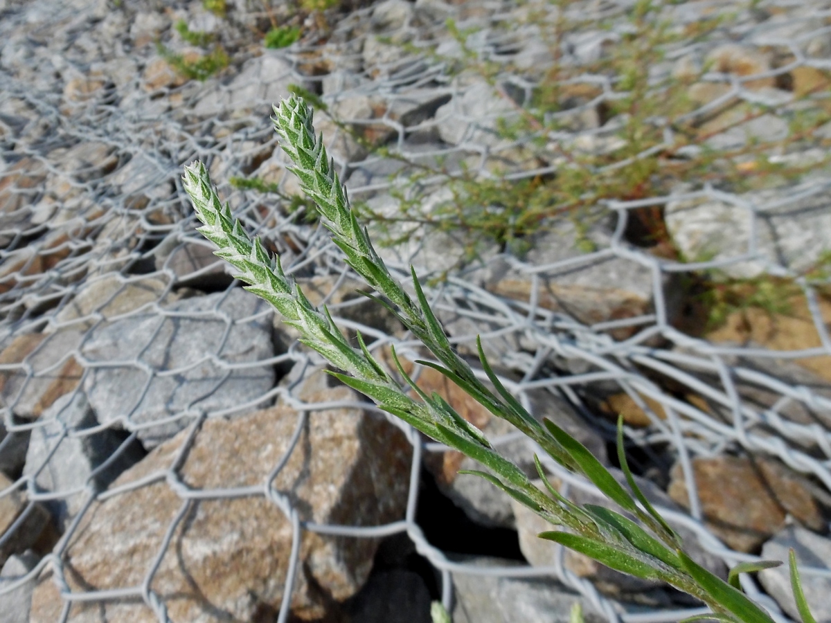 Изображение особи Corispermum hyssopifolium.