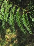 Sequoia sempervirens