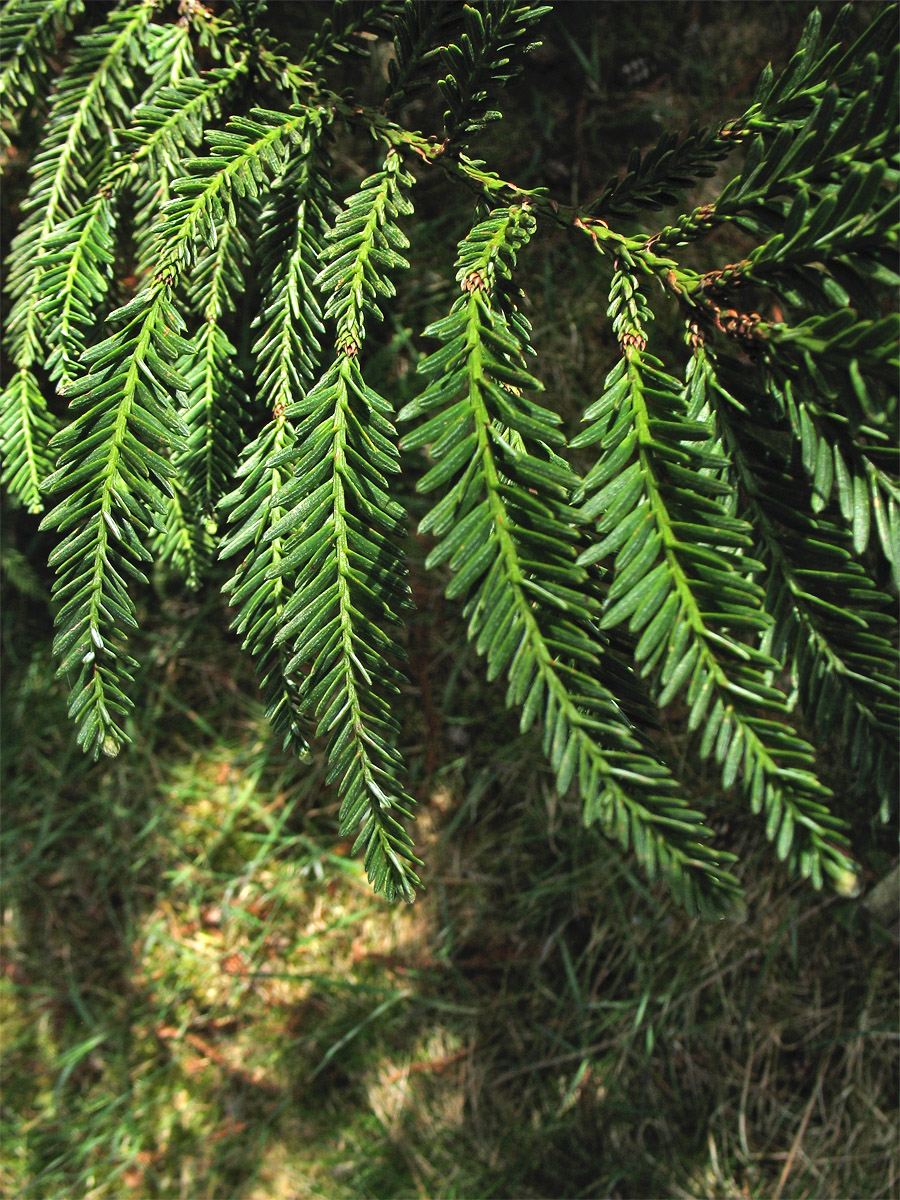 Image of Sequoia sempervirens specimen.