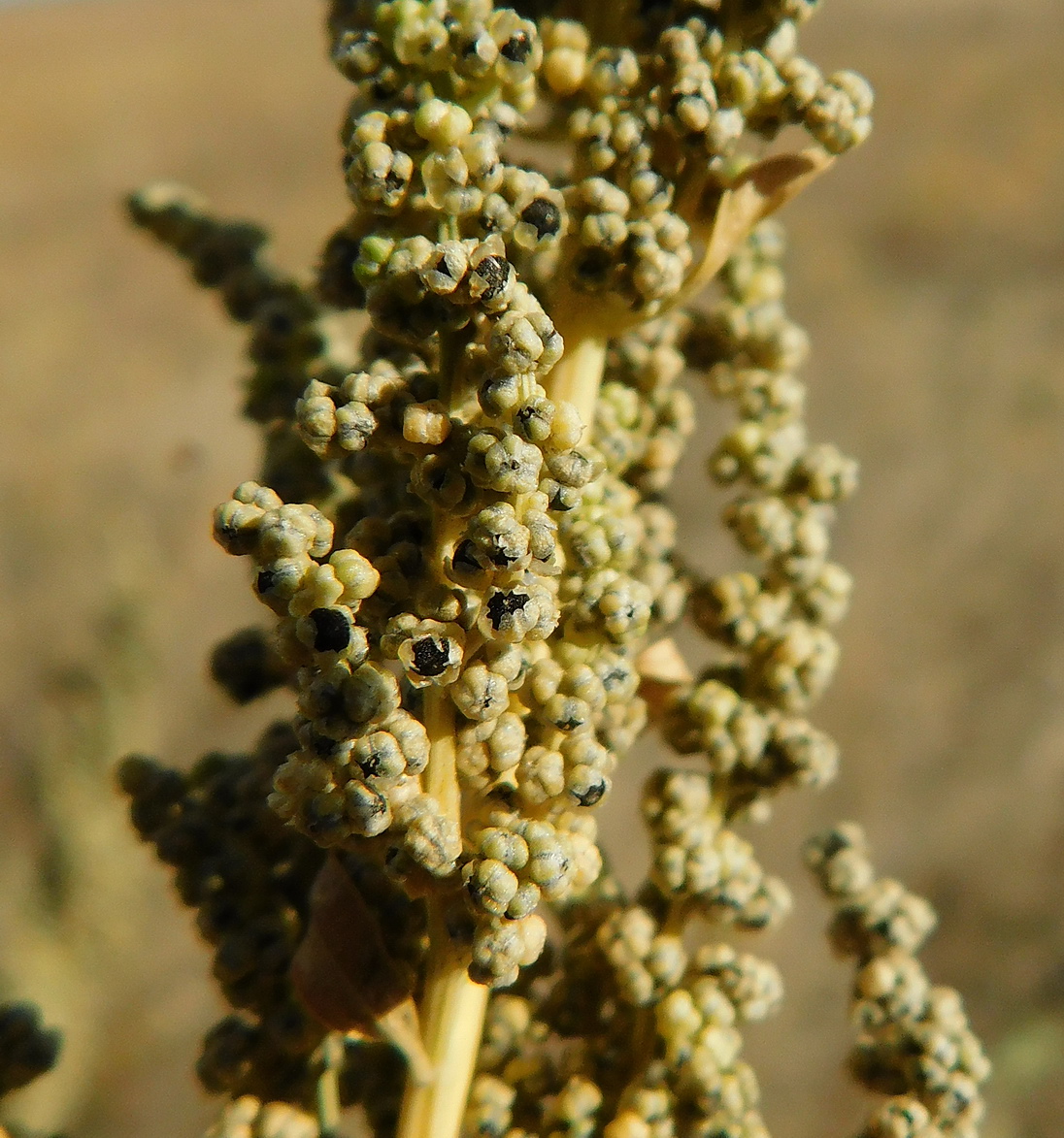 Изображение особи Chenopodium album.