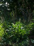Centaurea pseudophrygia. Плодоносящее растение. Башкортостан, Белорецкий р-н, Зигазинский сельсовет, окр. Бакеевского моста, долина р. Зилим, разнотравный луг. 29 августа 2020 г.