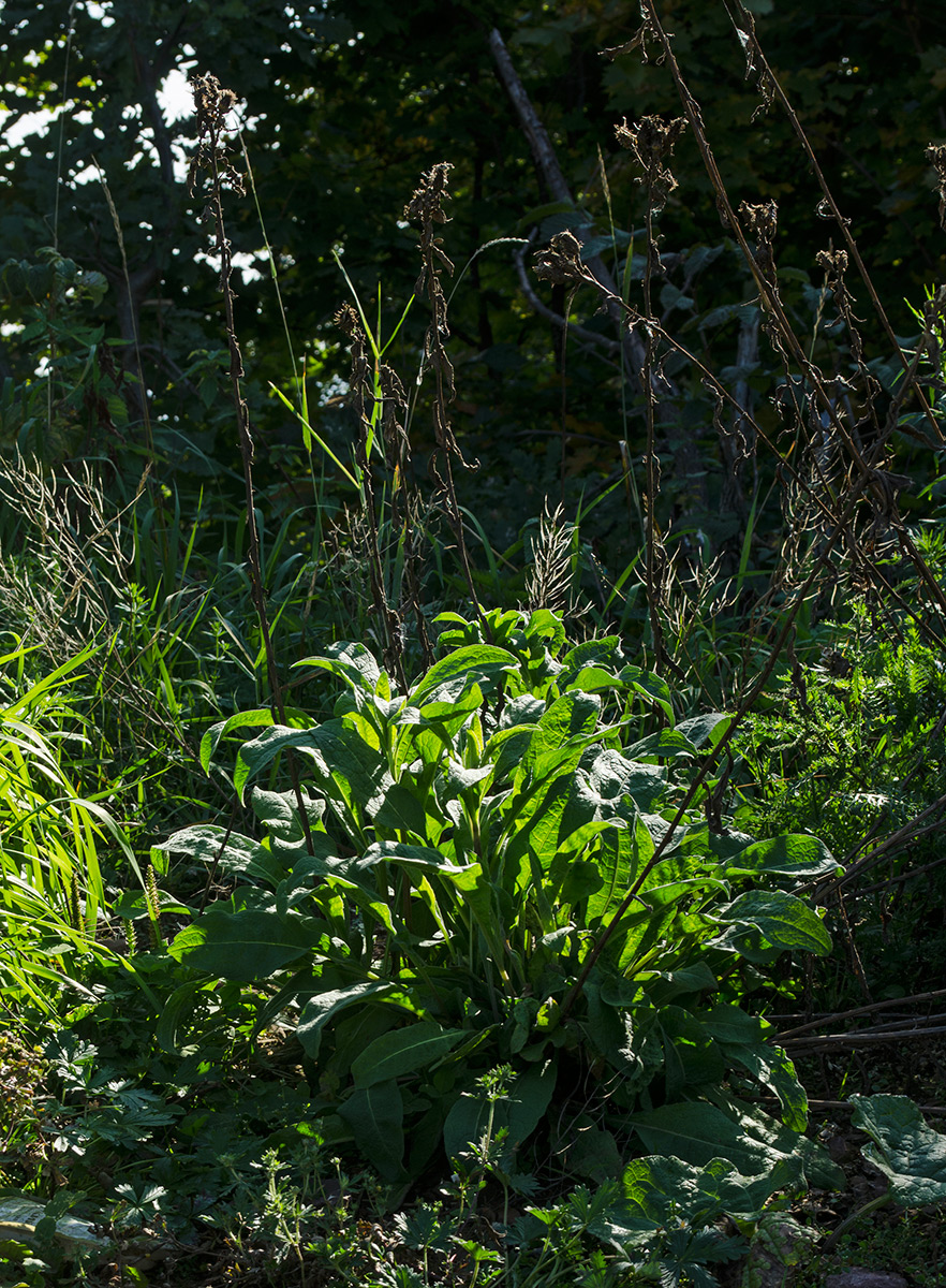 Изображение особи Centaurea pseudophrygia.