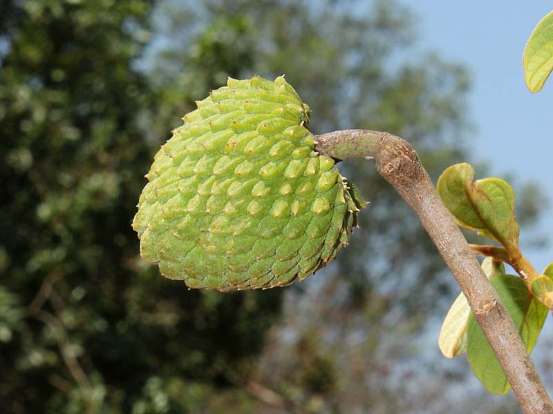 Image of genus Annona specimen.